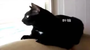 糖心vlog柚子猫的日常与生活点滴分享，探寻背后的温暖故事