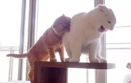 糖心柚子猫圣诞节的礼物，真是太可爱了！我也想要这样温暖的节日惊喜，期待看到更多分享！